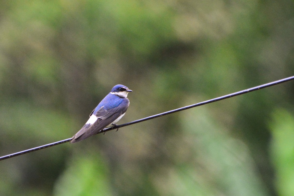 White-rumped Swallow - Marcos Eugênio Birding Guide