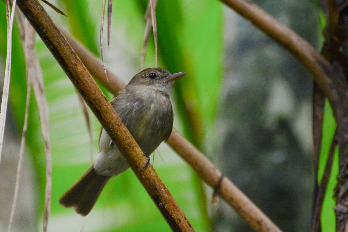 Euler's Flycatcher - Marcos Eugênio Birding Guide