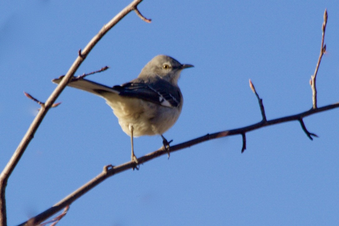 Northern Mockingbird - ML392168301