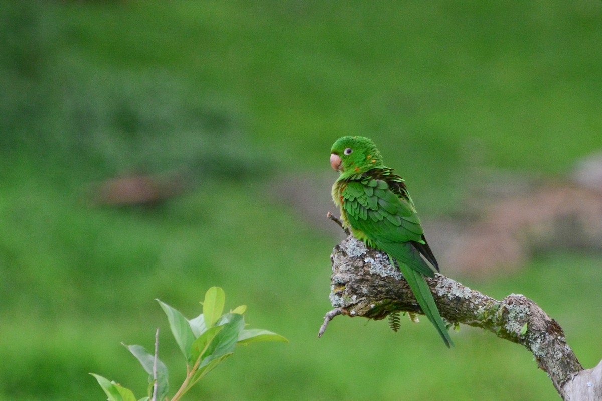 White-eyed Parakeet - ML392168451