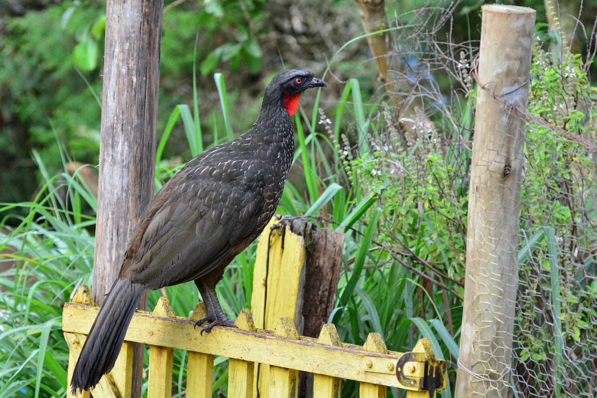 Dusky-legged Guan - Marcos Eugênio Birding Guide