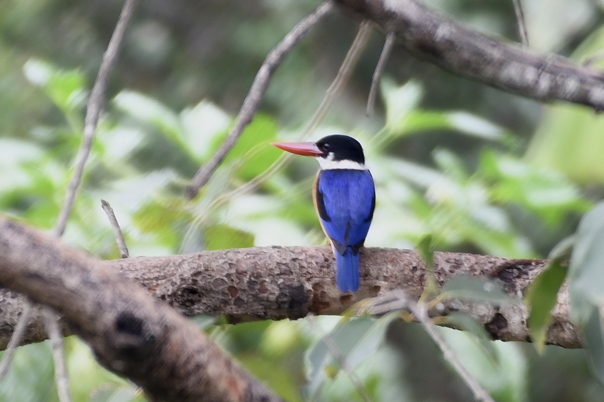 Black-capped Kingfisher - ML392169541