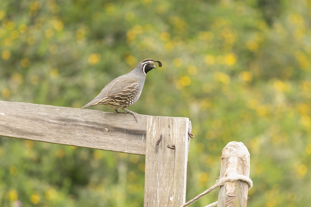 California Quail - ML392169821