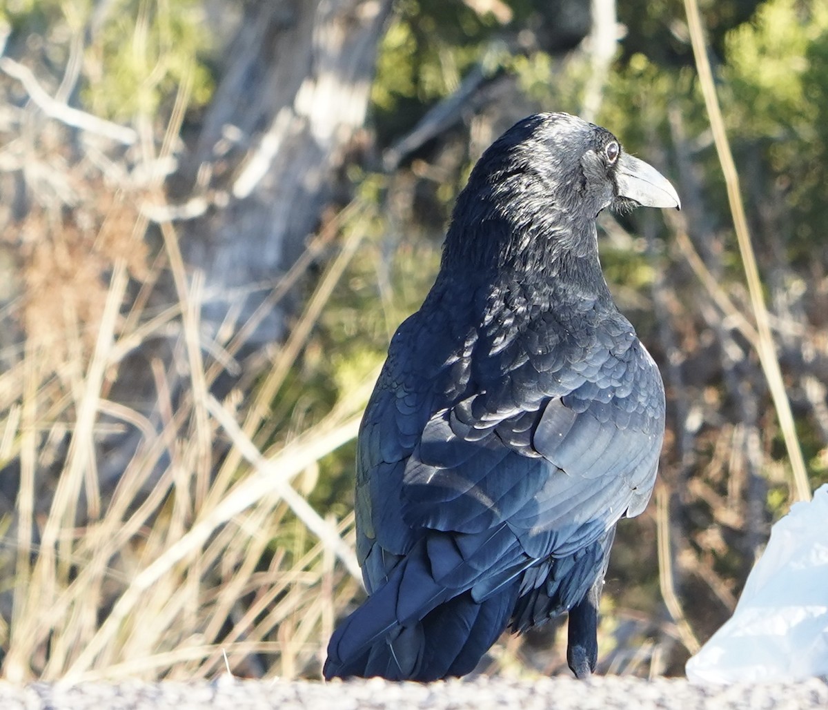 Common Raven - ML392170961