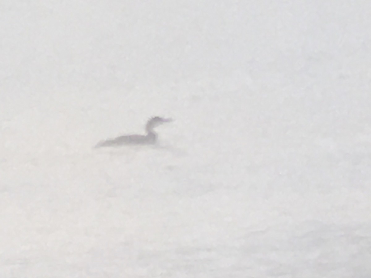 Common Loon - ML392171751