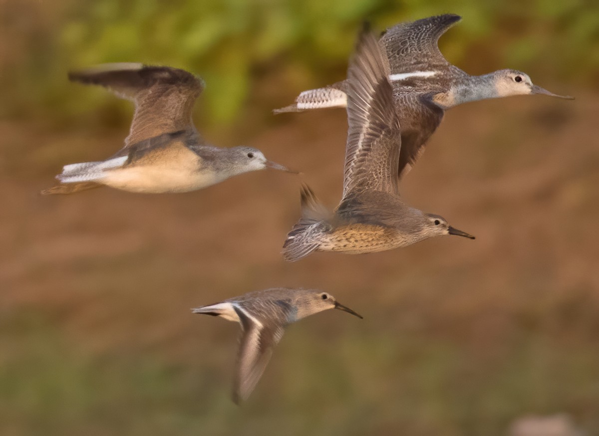 Dunlin - Dave Bakewell