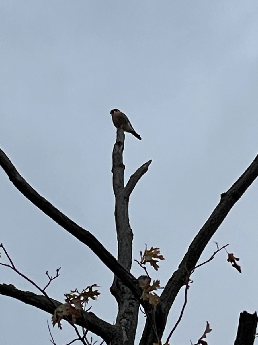 American Kestrel - ML392172691