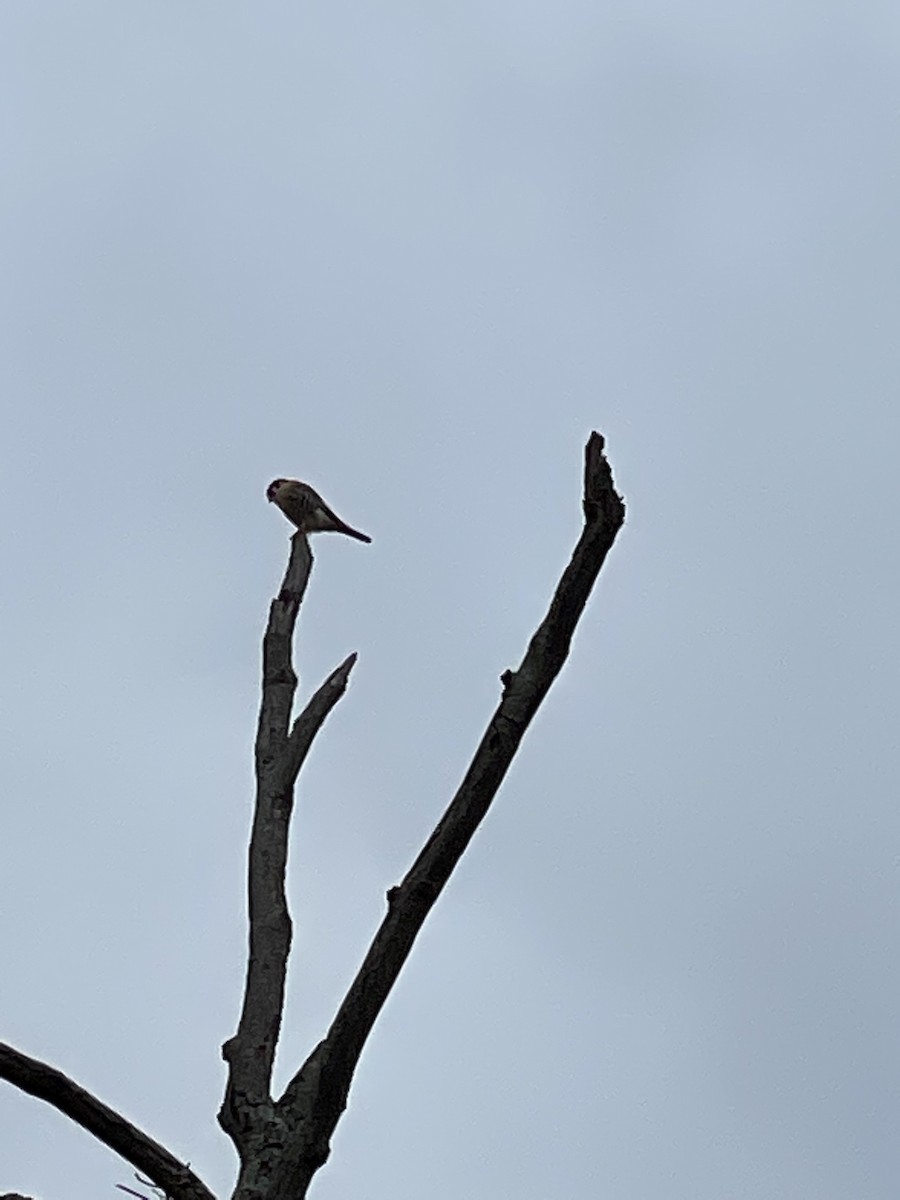 American Kestrel - ML392172701