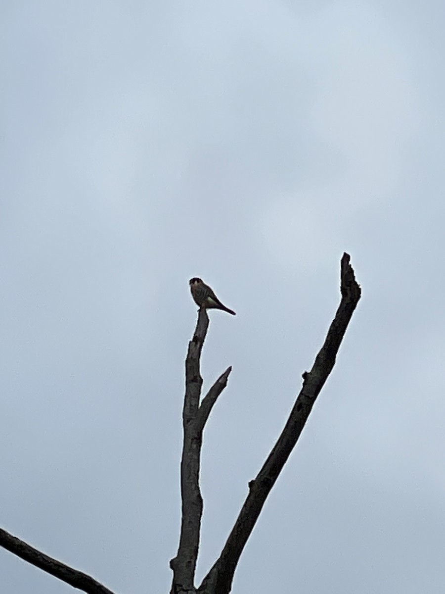 American Kestrel - ML392172711