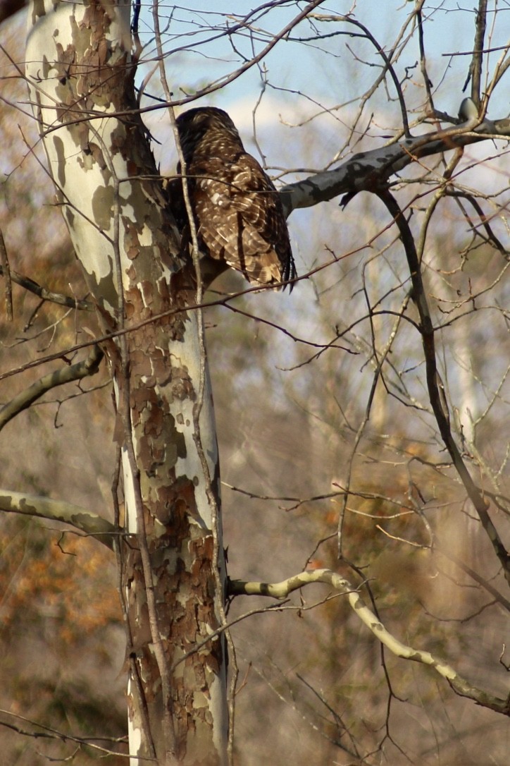 Barred Owl - ML392174381