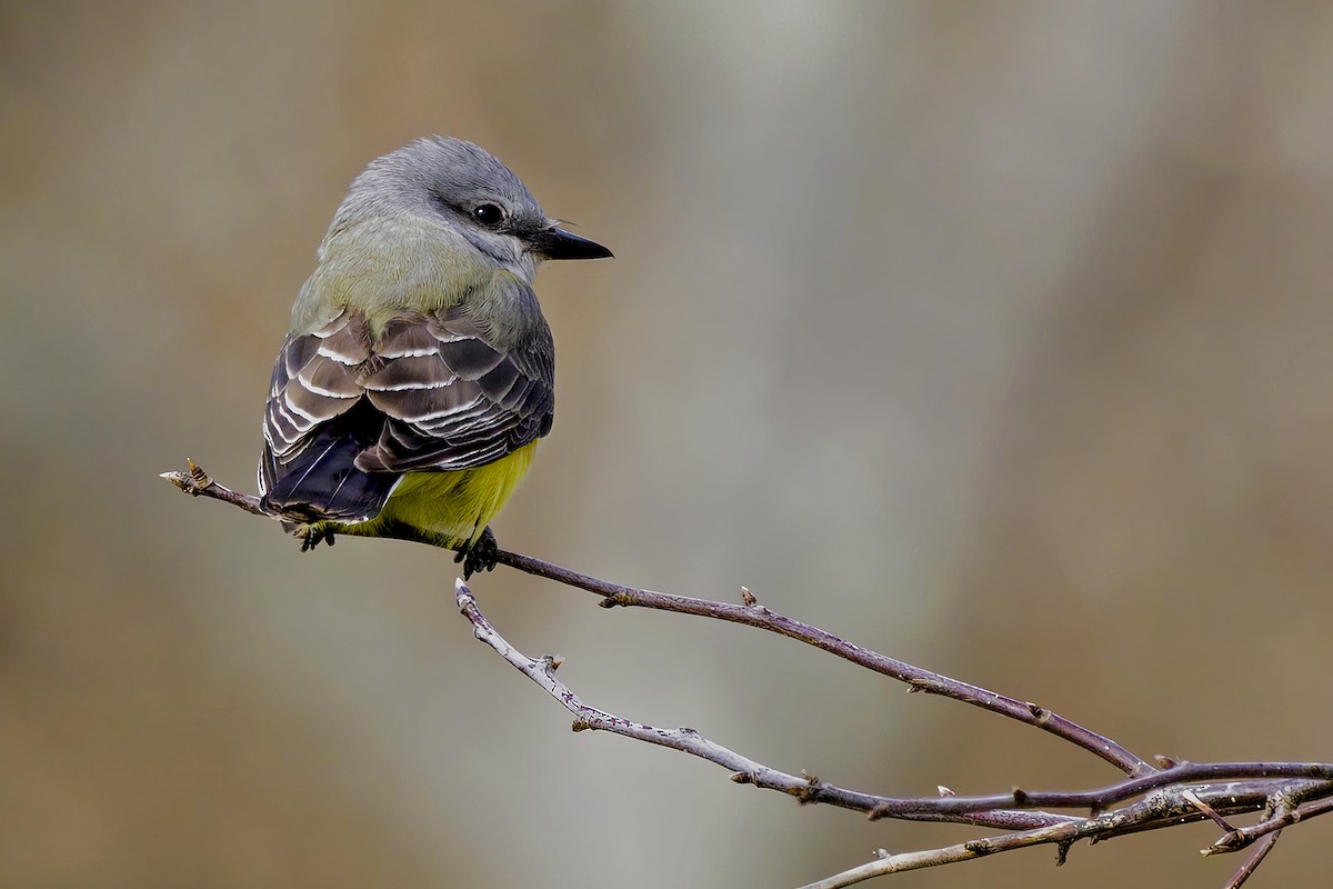 Western Kingbird - ML392175491