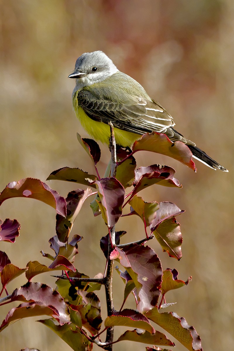 Western Kingbird - ML392175501