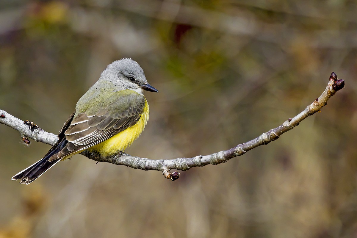 Western Kingbird - ML392175521