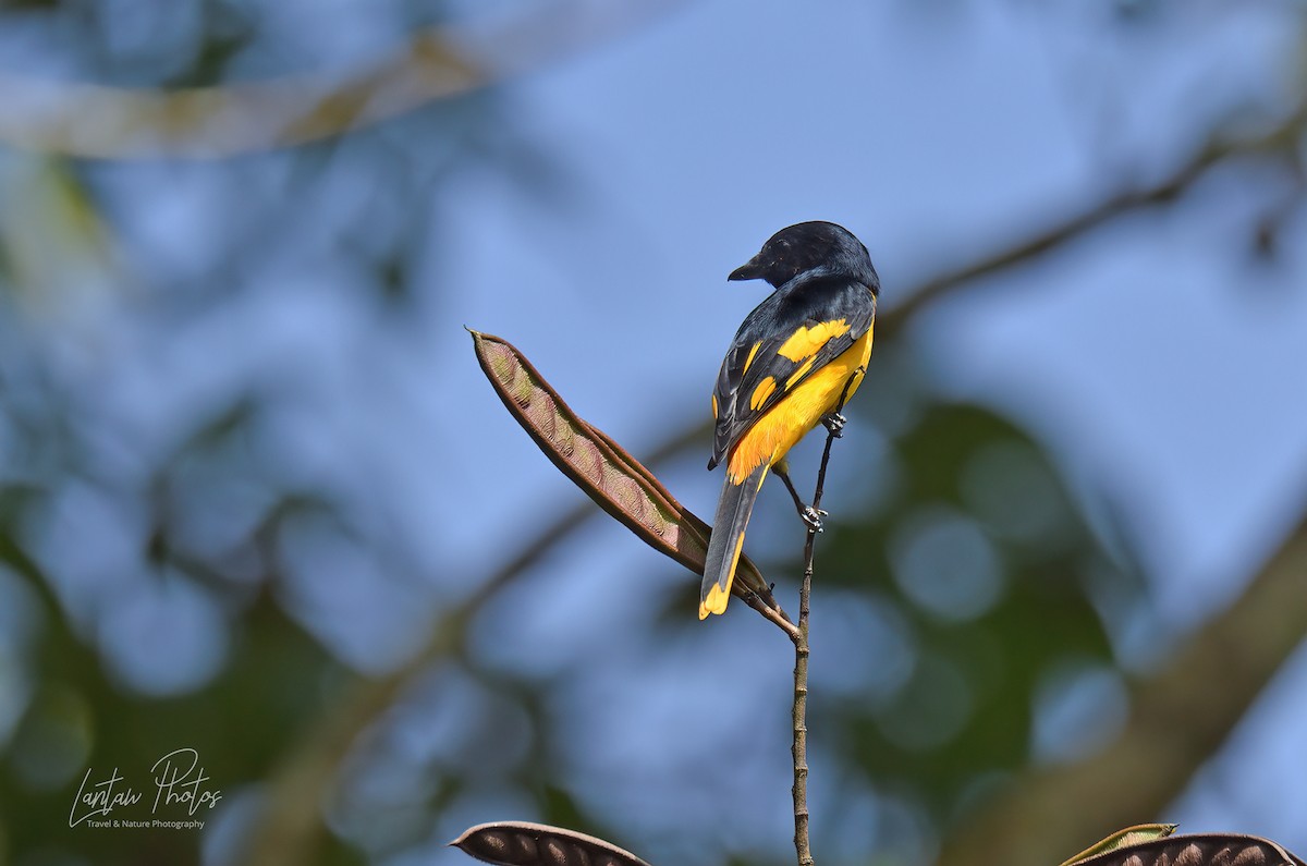 Minivet Escarlata (amarillo de Filipinas) - ML392175901