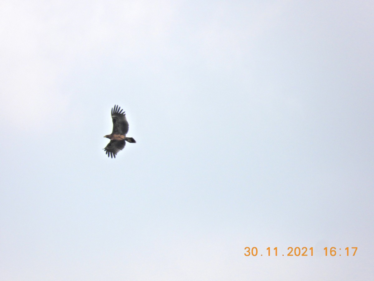 Greater Spotted Eagle - ML392178511