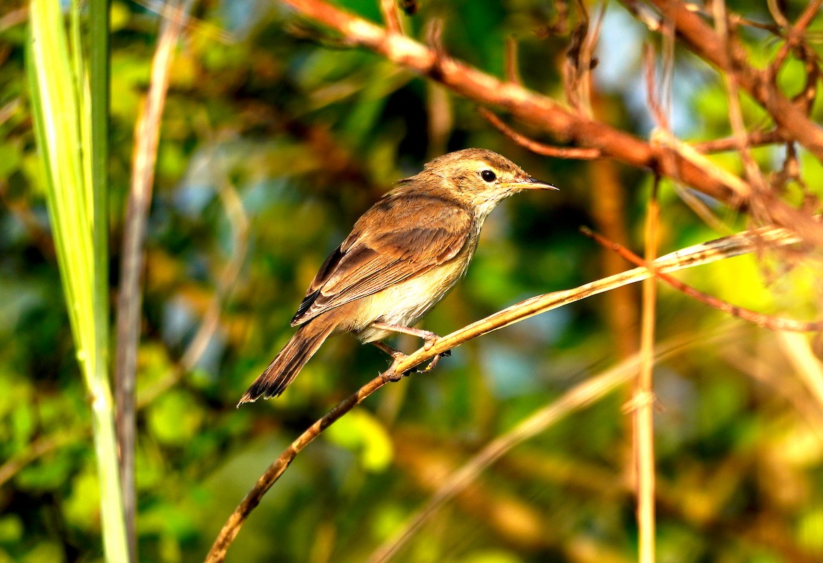 old world warbler sp. - ML392178571