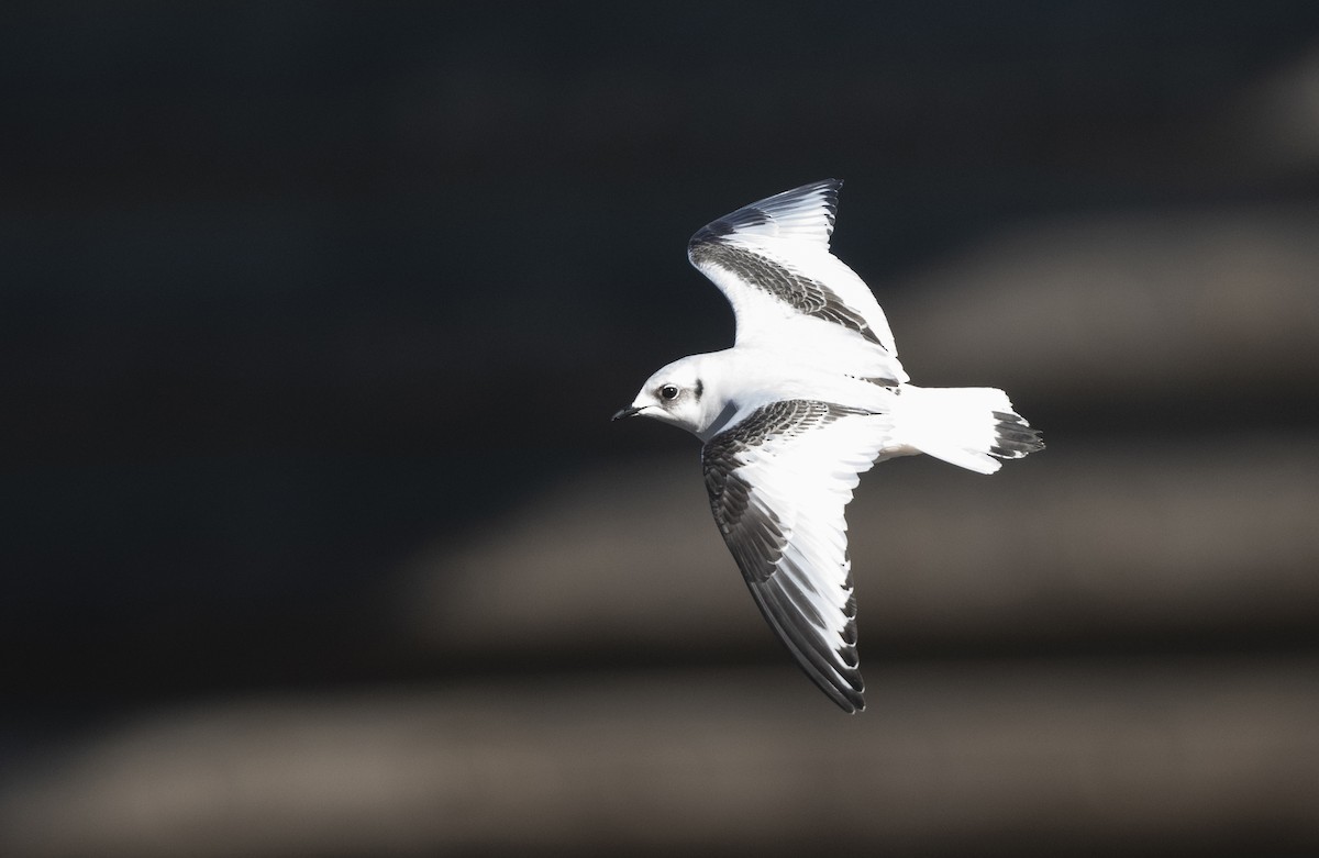 Ross's Gull - ML392179311