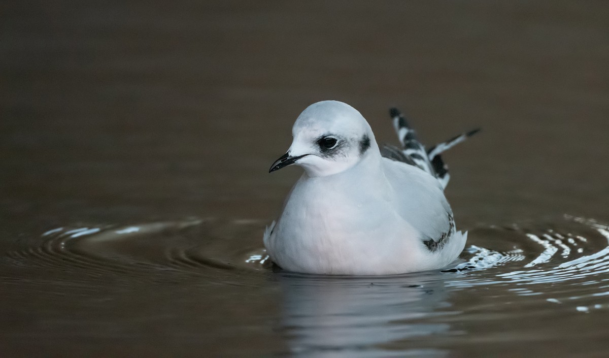 Ross's Gull - ML392179341