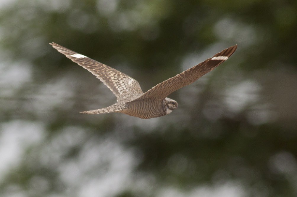 Lesser Nighthawk - Michael Todd