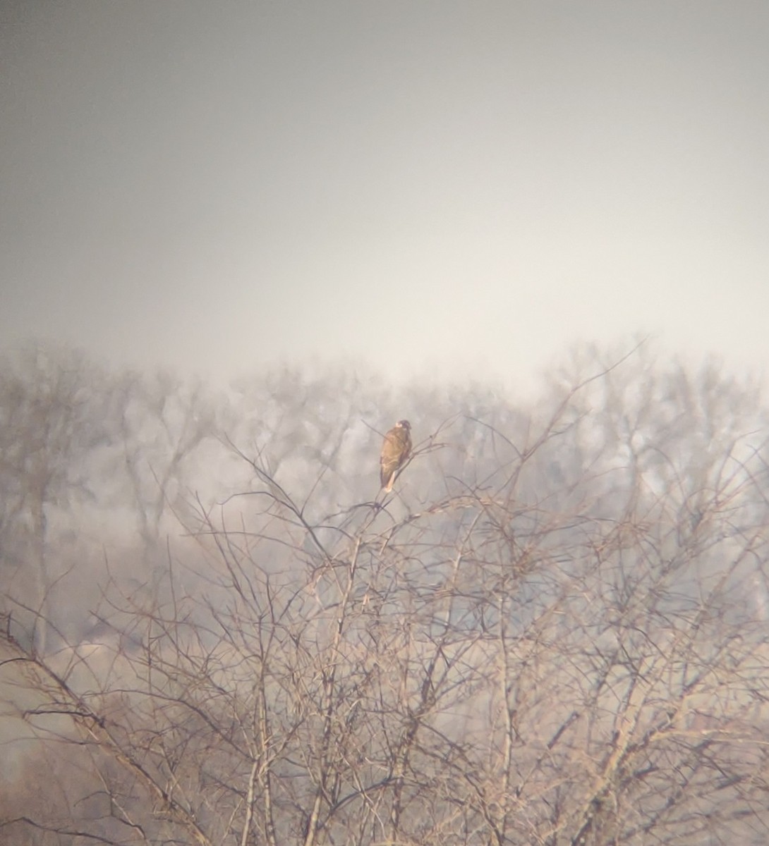 Prairie Falcon - ML392181801
