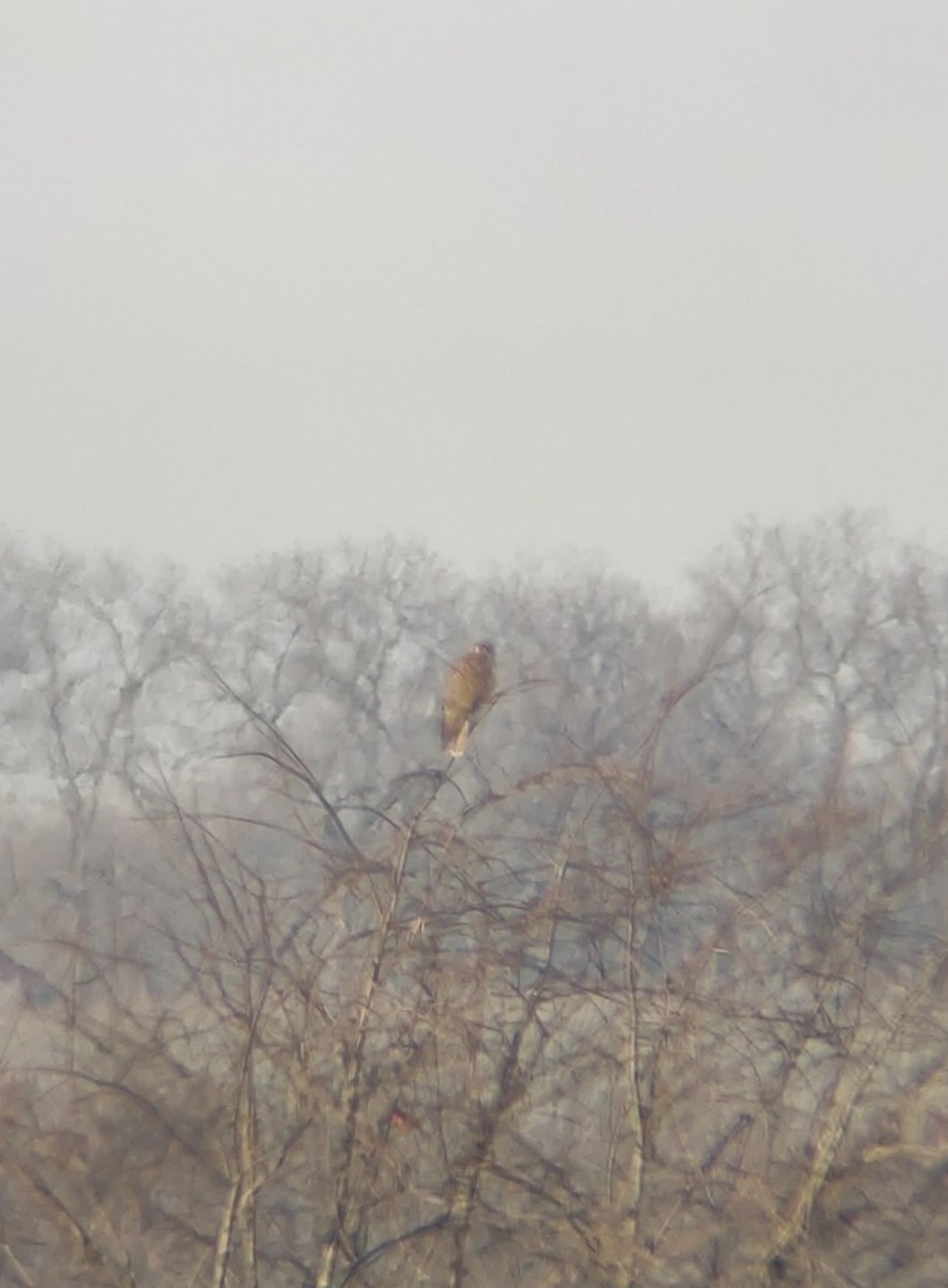 Prairie Falcon - ML392181811