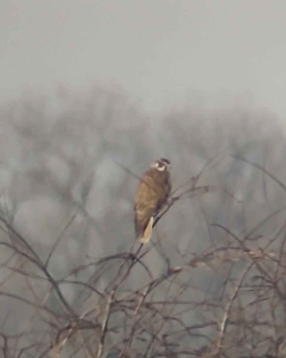 Prairie Falcon - ML392181821