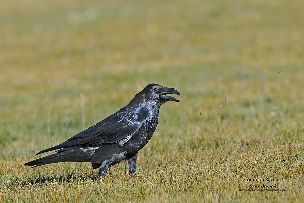 Common Raven - Arun Samak