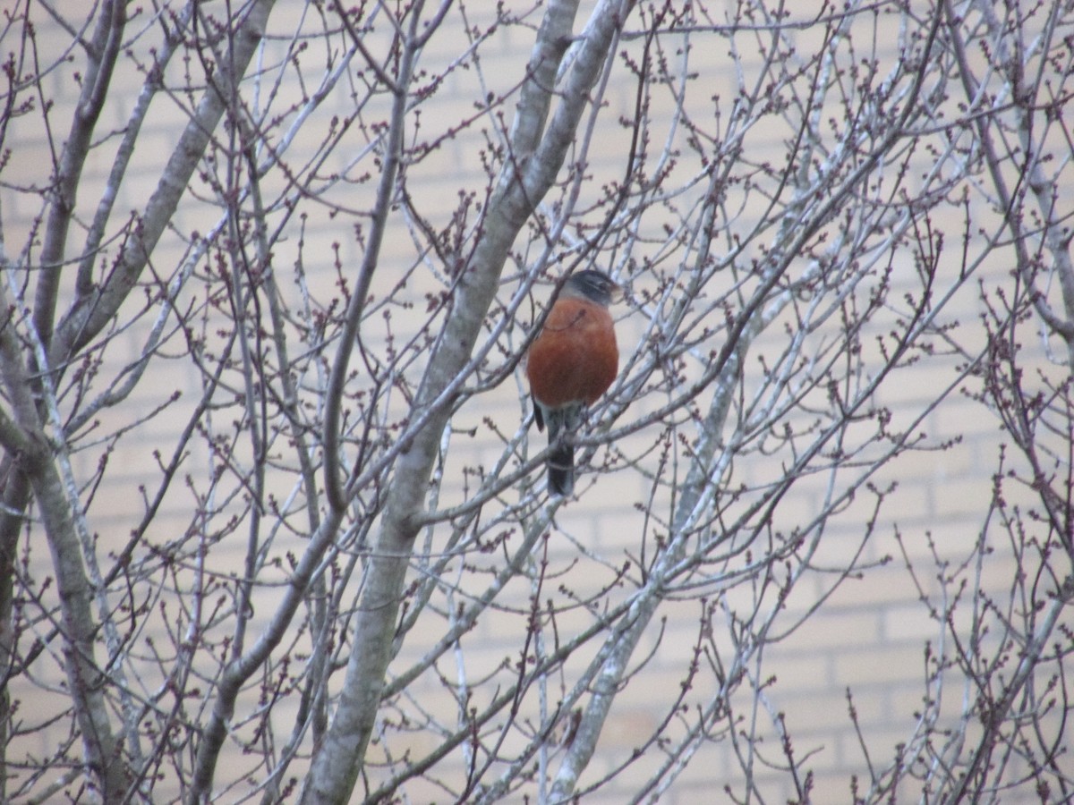 American Robin - ML392183731