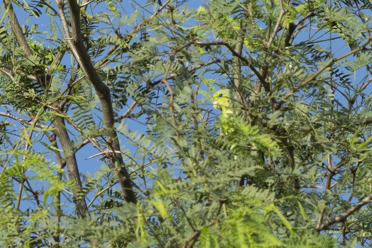 Mexican Parrotlet - Joshua Covill