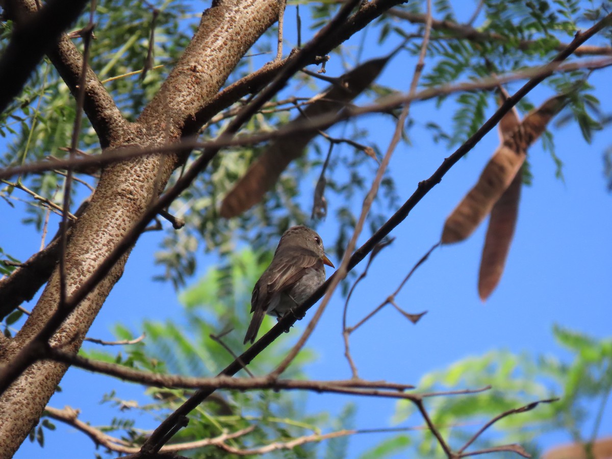 Ashy-breasted Flycatcher - Janina Castro