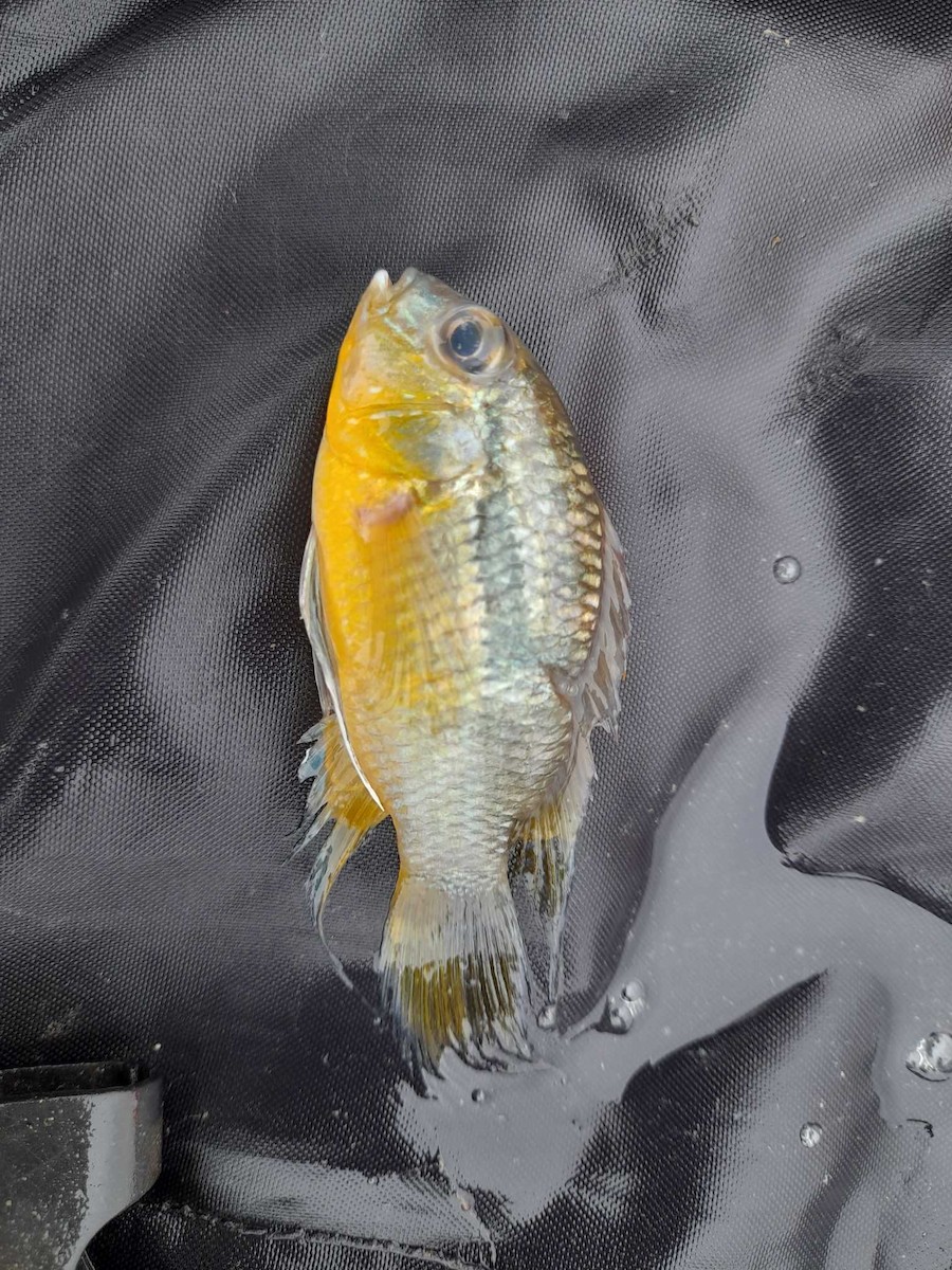 ML392186461 - Fish sp. - Macaulay Library