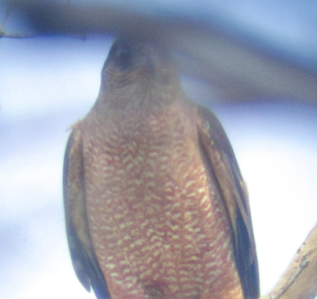 Azor/Gavilán sp.  (Accipiter sp.) - ML392187111