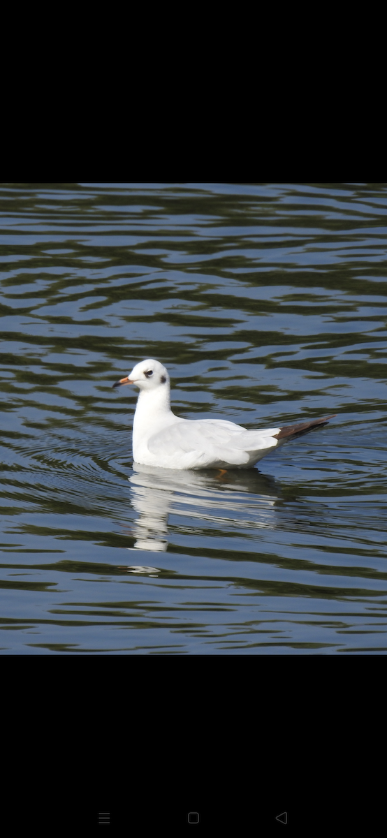 Mouette rieuse - ML392188561