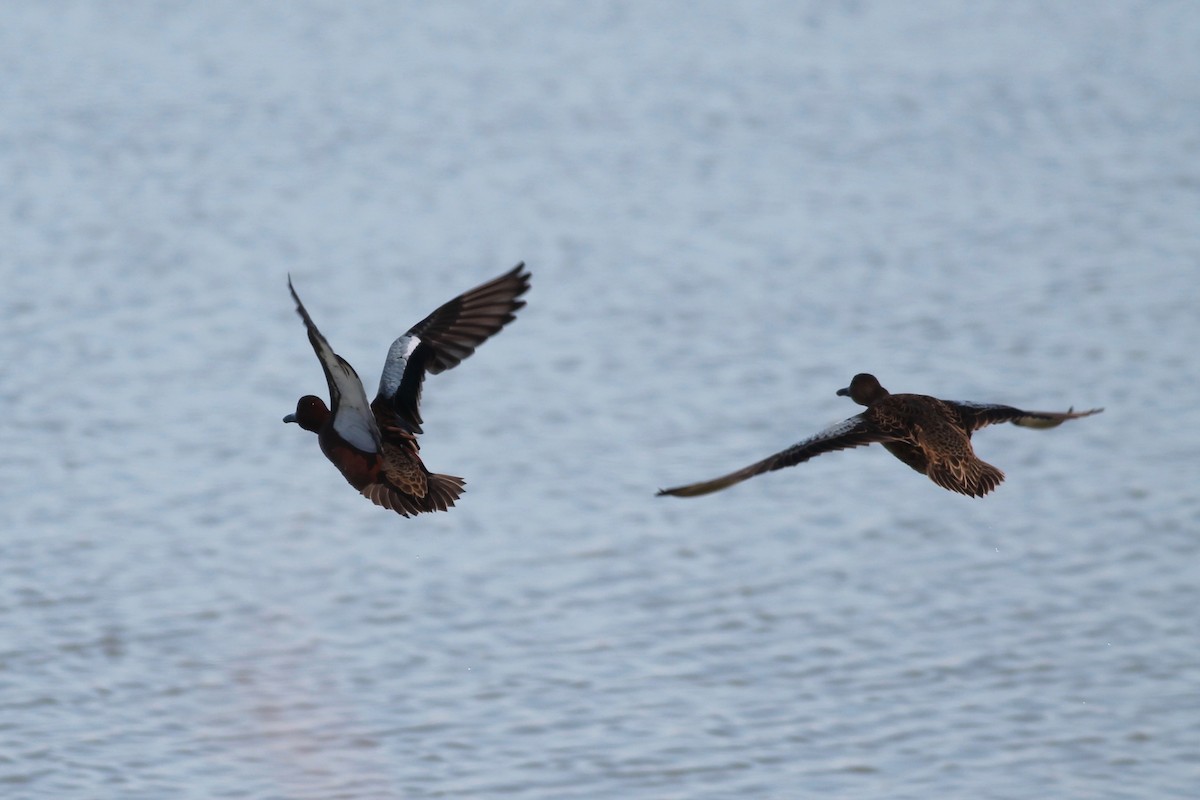 Cinnamon Teal - ML392189931