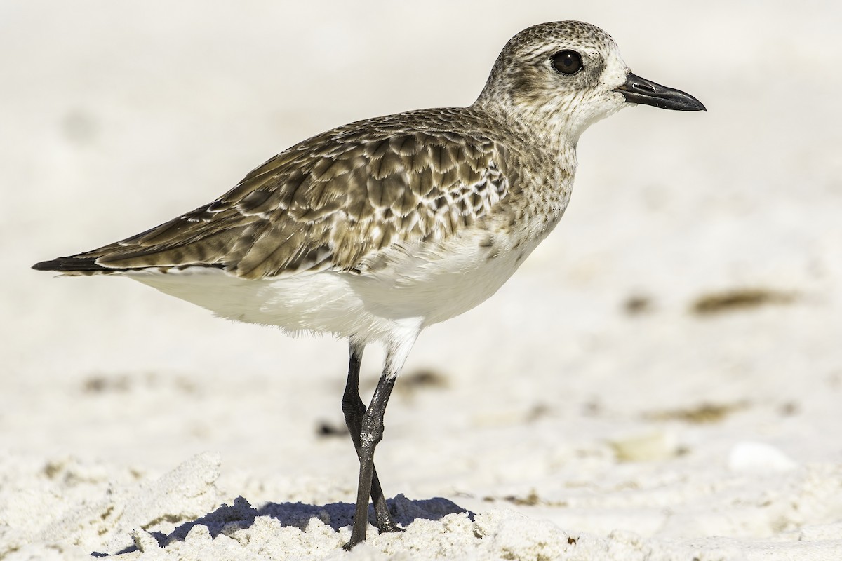 Black-bellied Plover - ML392191171