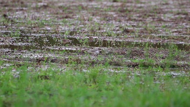 Long-billed Plover - ML392193381