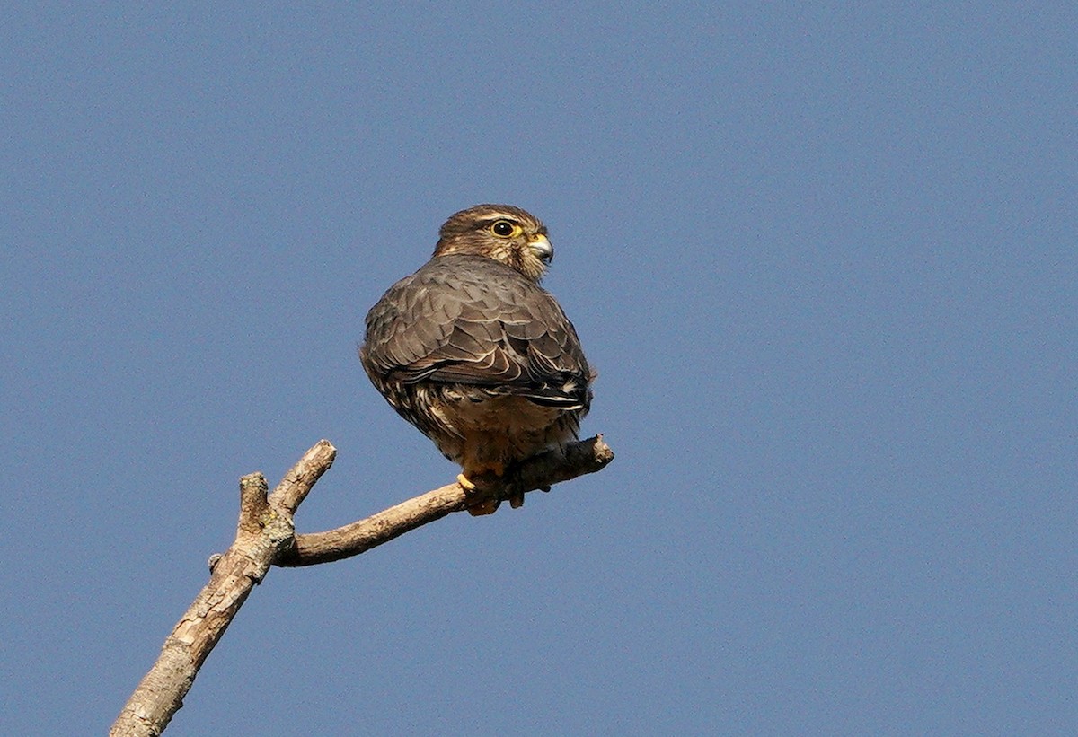 Merlin - ML392196801