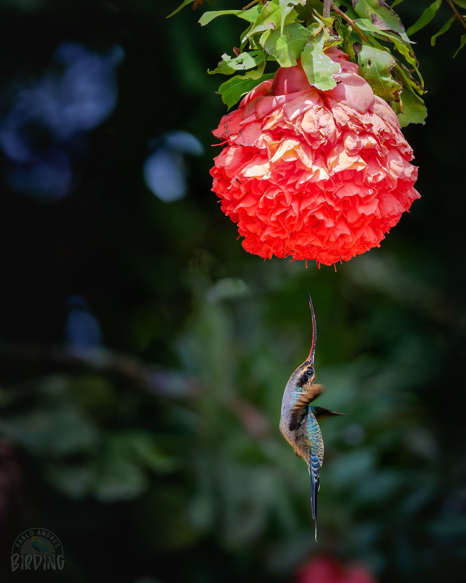Зелёный колибри-отшельник - ML392196891