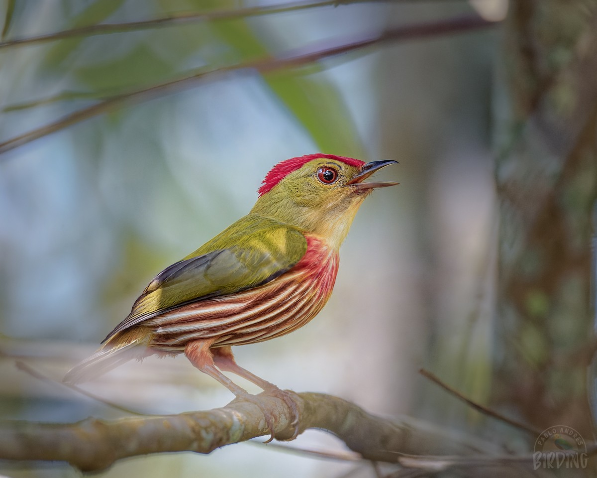 Çizgili Manakin - ML392197091