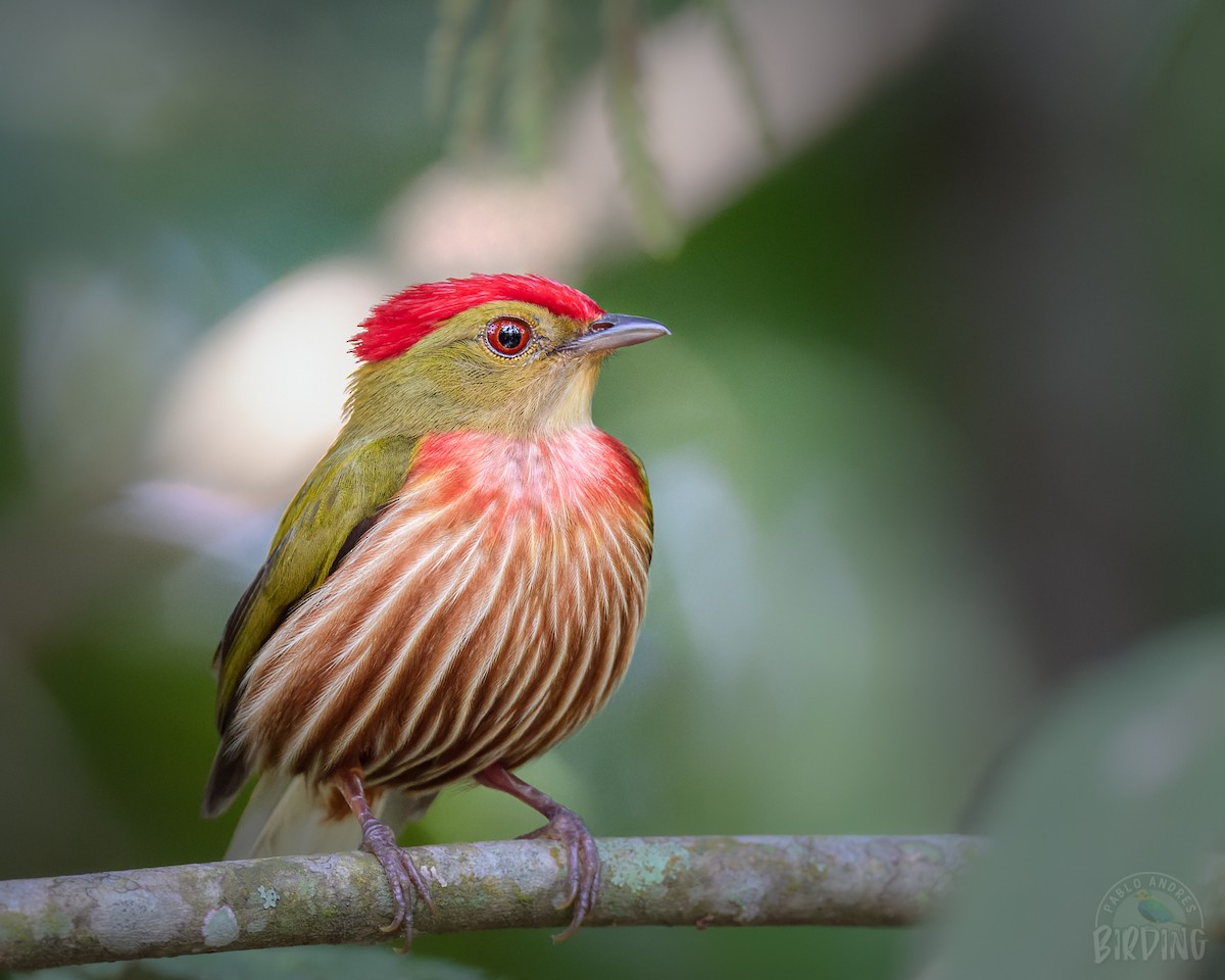 Çizgili Manakin - ML392197101