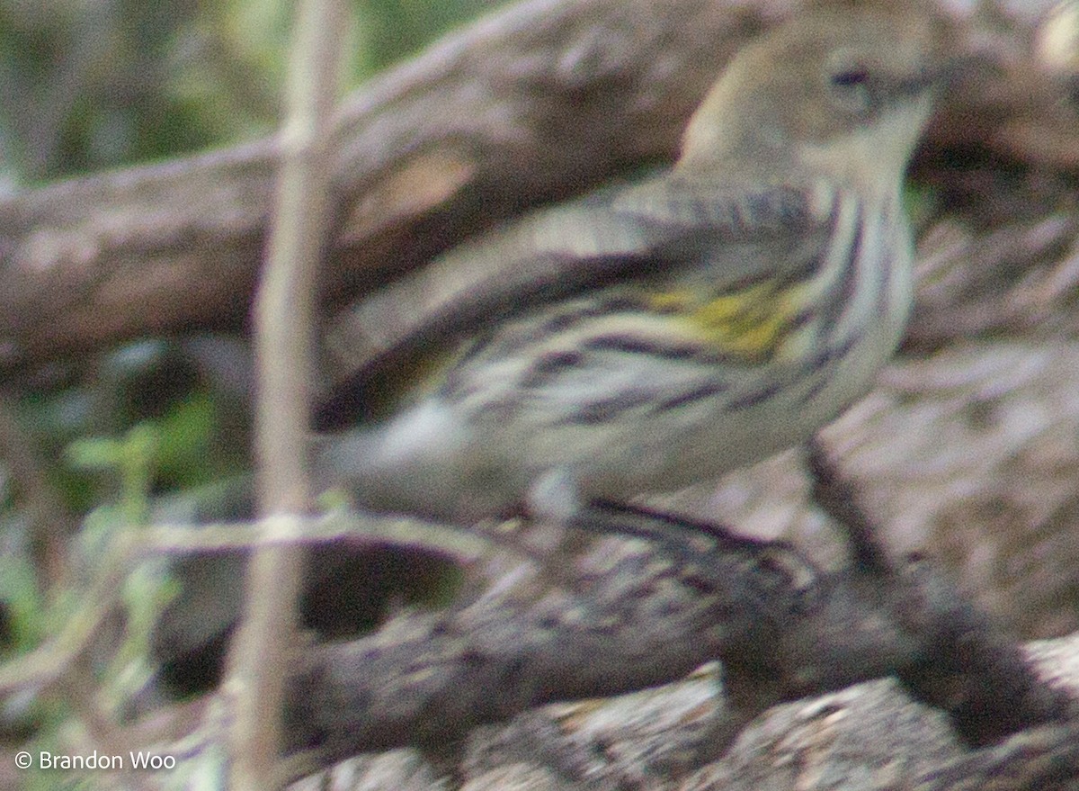 Yellow-rumped Warbler - Brandon Woo