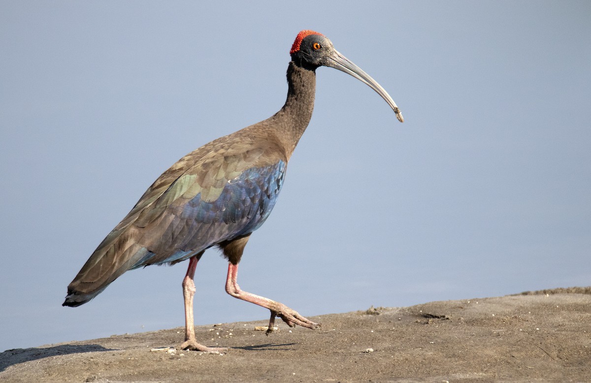 Red-naped Ibis - ML392198611