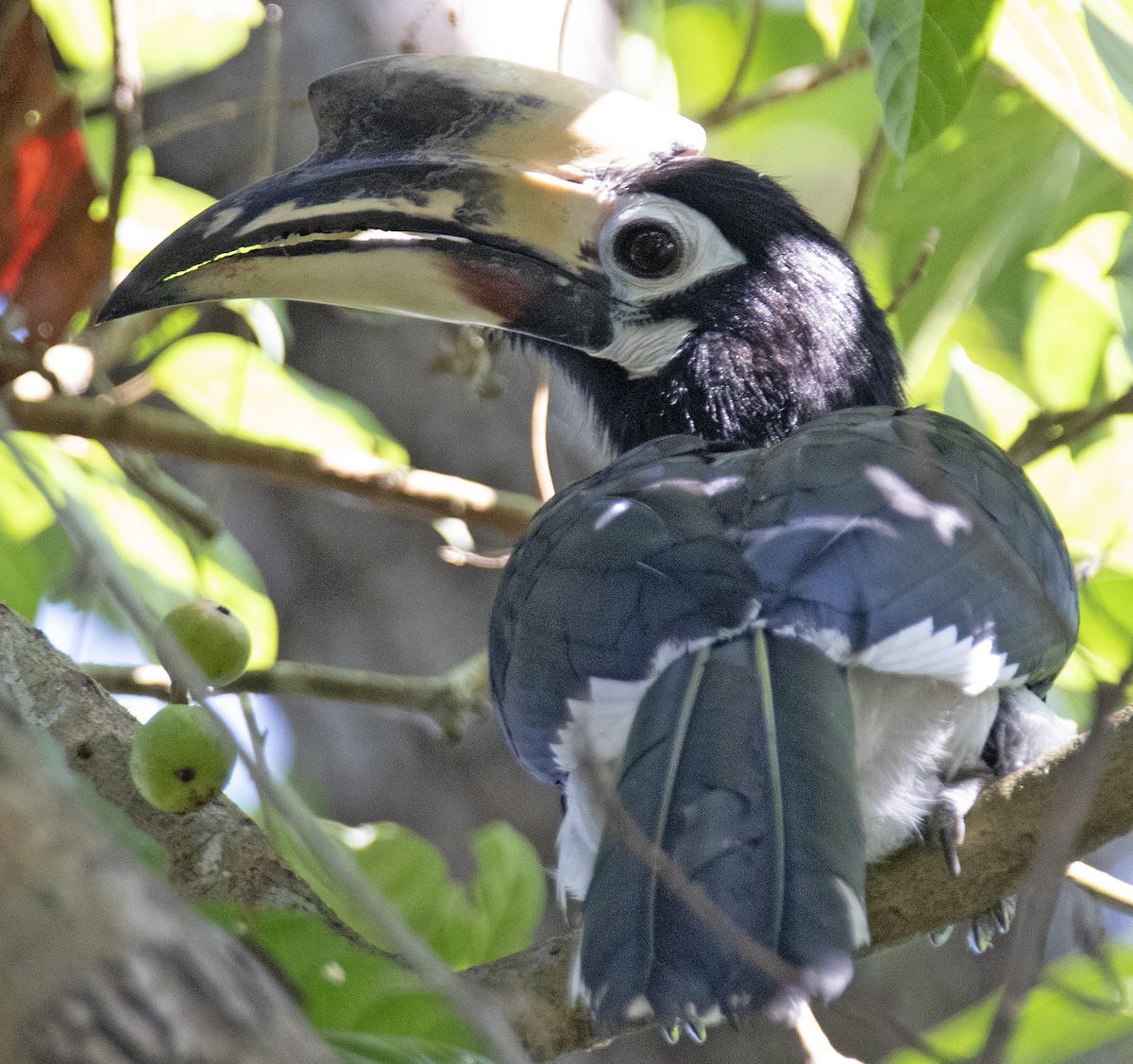 Oriental Pied-Hornbill - ML392198701