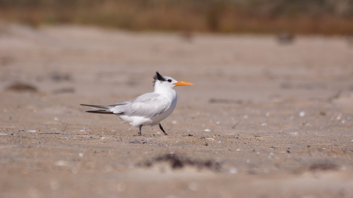 Royal Tern - ML39220141