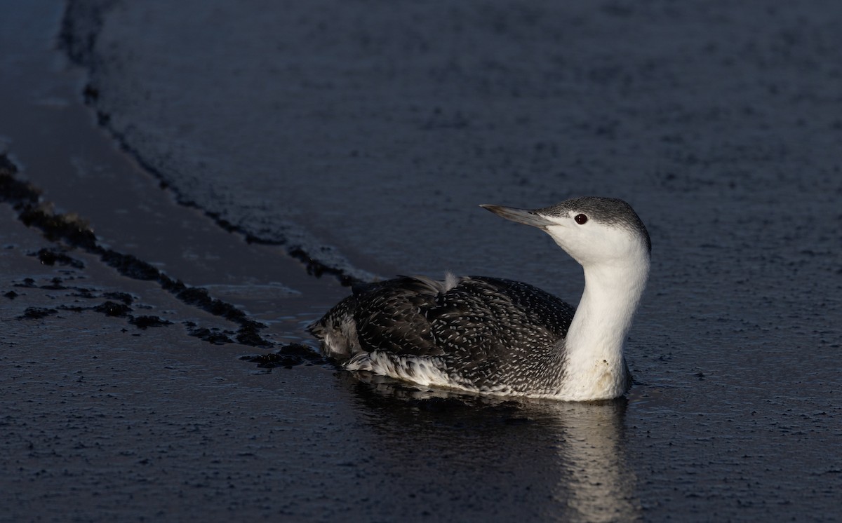 Red-throated Loon - ML392203031
