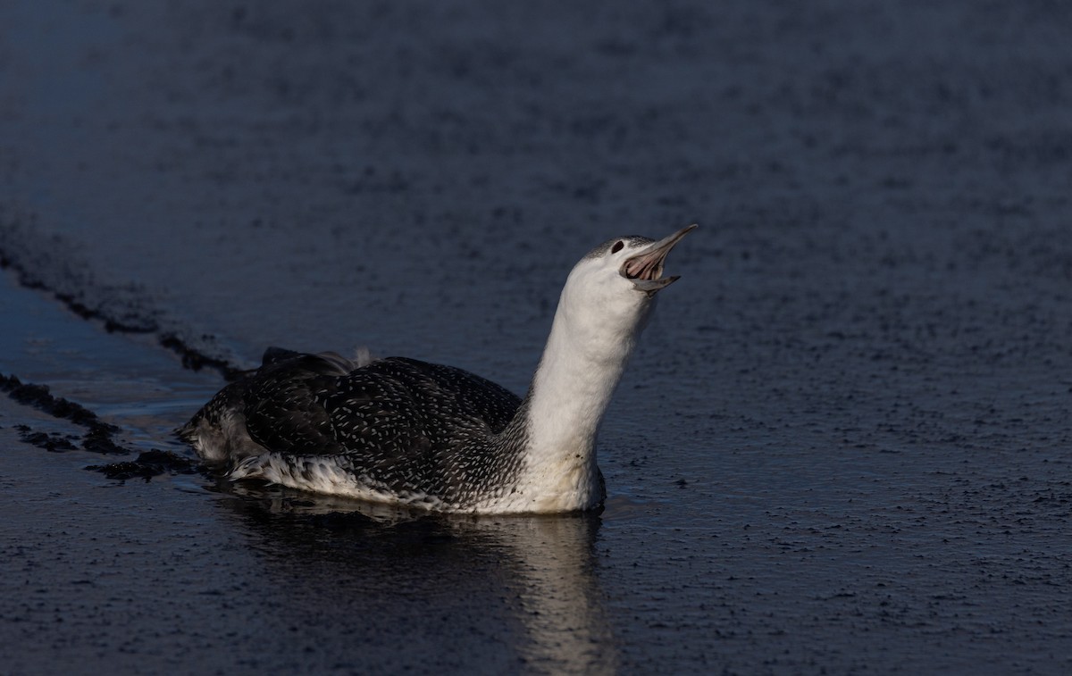 Red-throated Loon - ML392203111