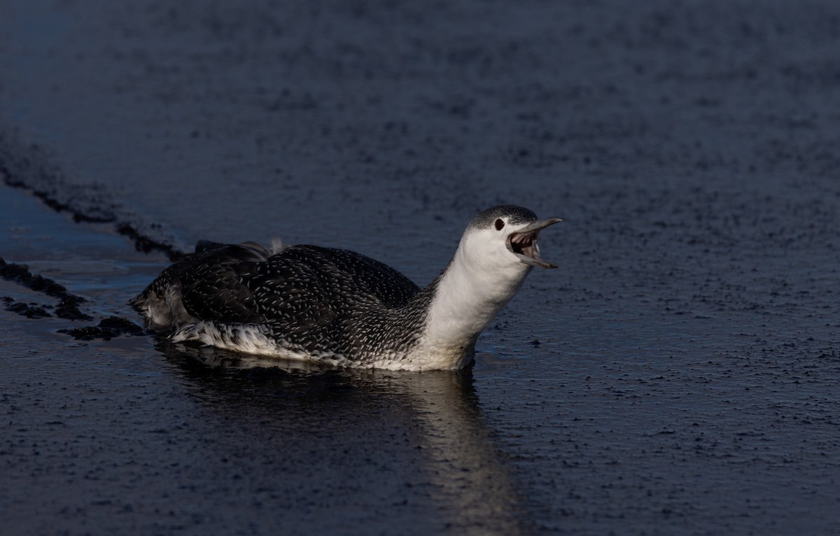 Red-throated Loon - ML392203141