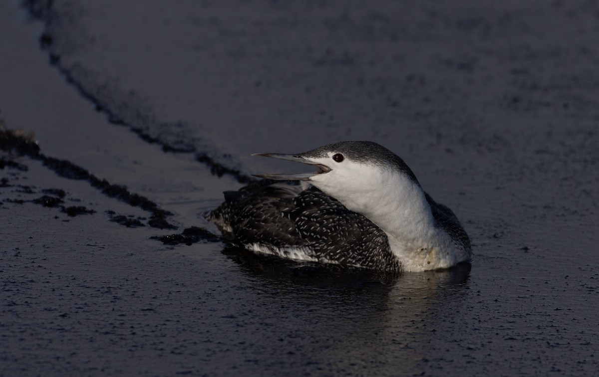 Red-throated Loon - ML392203181