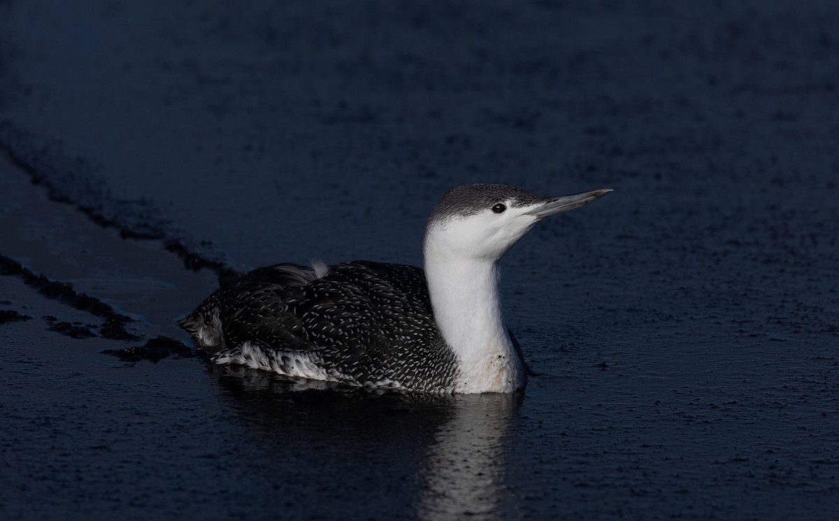 Red-throated Loon - ML392203371