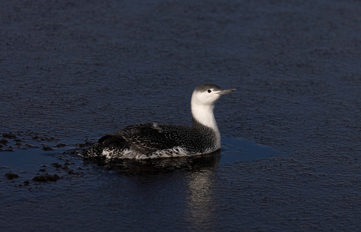 Red-throated Loon - ML392203831